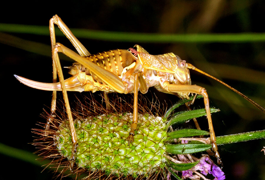 Uromenus (Bolivarus) elegans